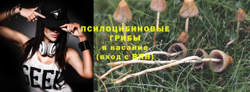 Псилоцибиновые грибы Magic Shrooms  Благовещенск 